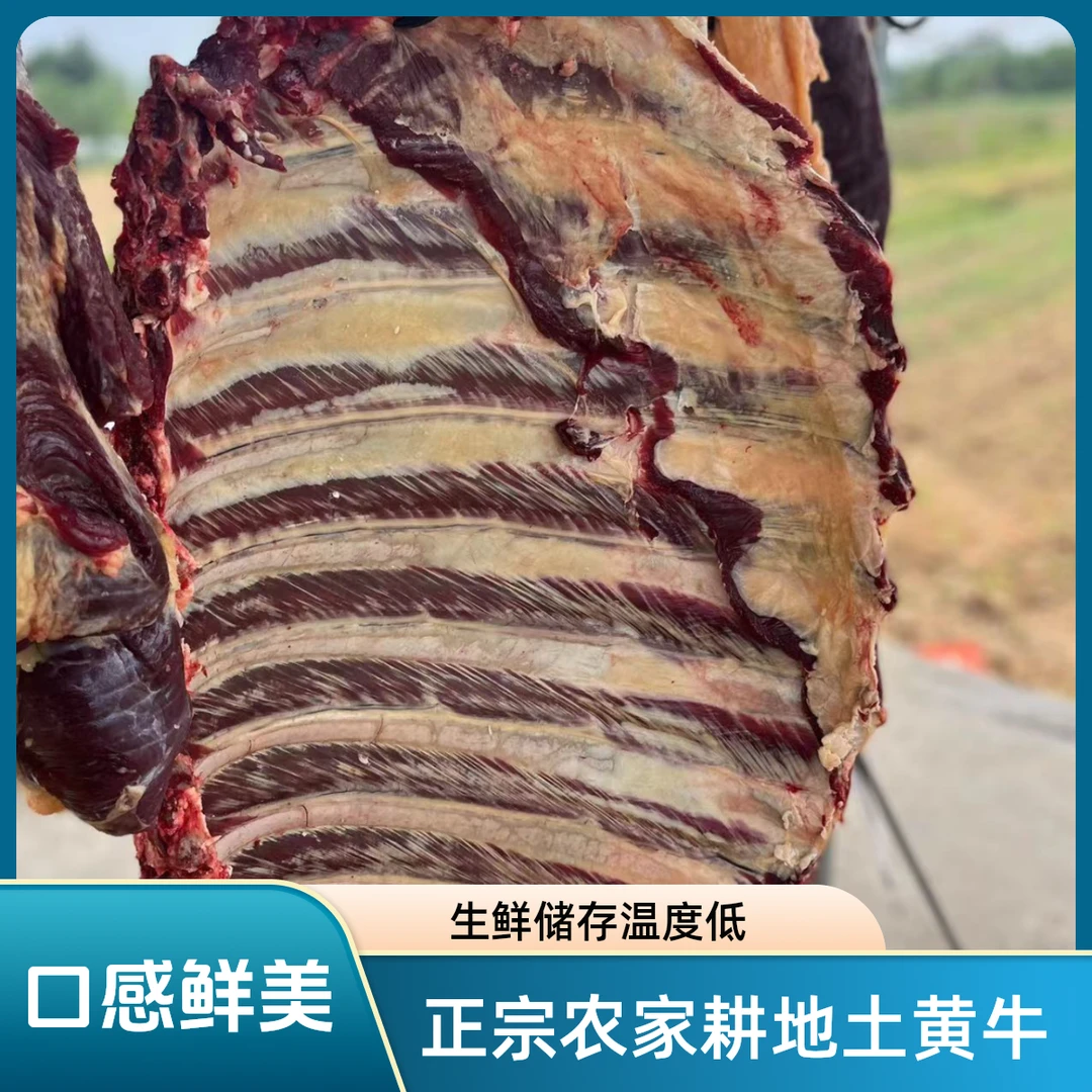 【牛排骨,上脑】四川金膘土黄牛,,一物一拍,现场称重