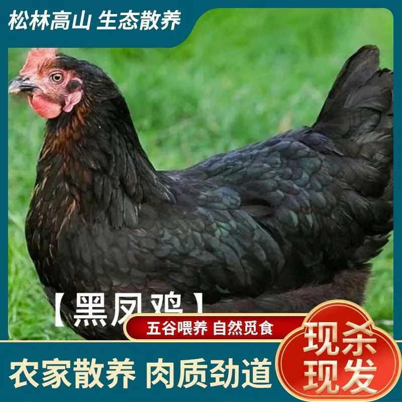 买一送一【三年黑凤老母鸡6斤毛重】散养老母鸡4只杀完净重4-5斤A