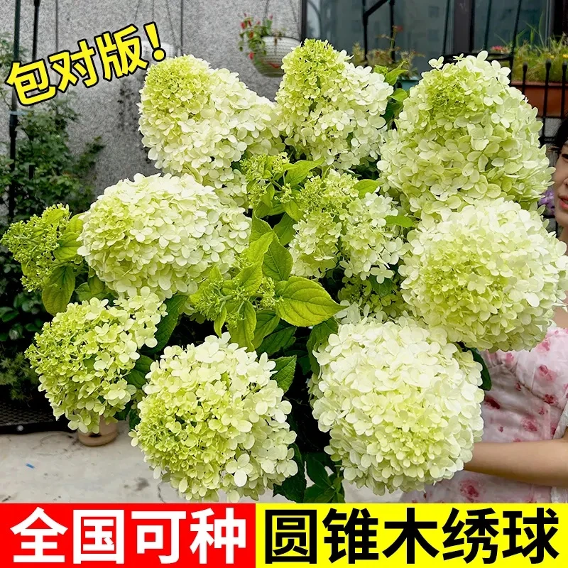 圆锥木绣球盆栽中华欧洲木绣球阳台庭院地栽花卉超大棵老桩花期长