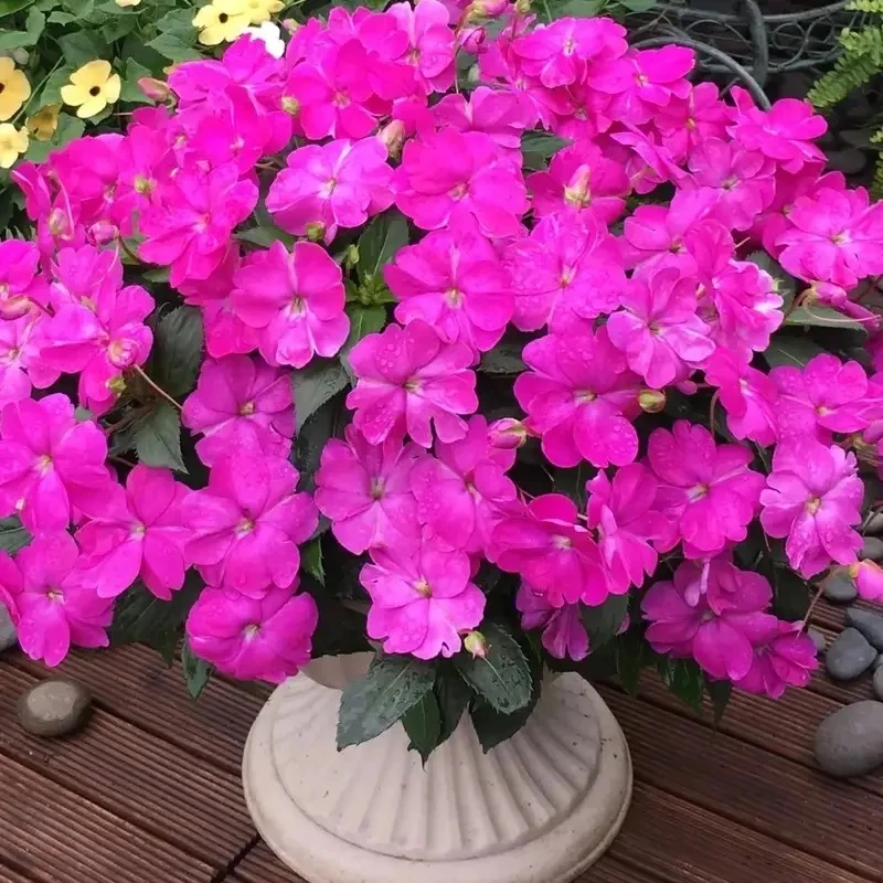 超级凤仙桑蓓斯盆栽室内阳台耐热易活花卉花期长多年生草本植物