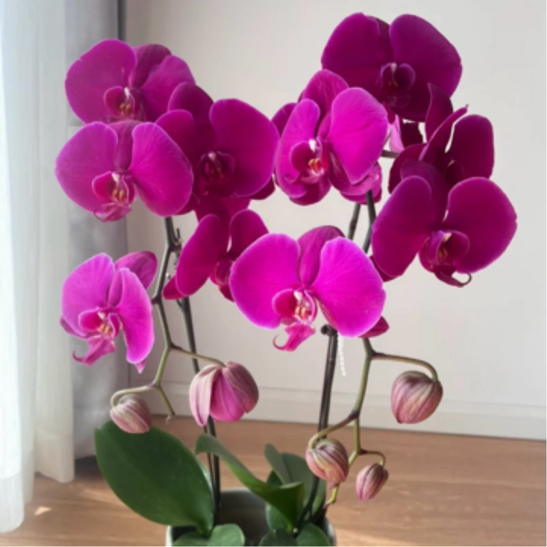 大辣椒蝴蝶兰带花以及带花苞发货6-8个