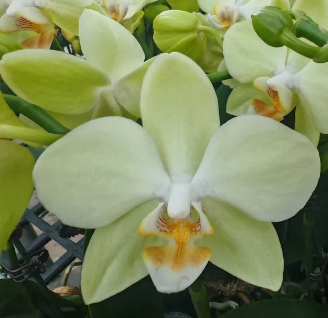 绿精灵蝴蝶兰 3寸杯 带花以及带花苞发货长花期