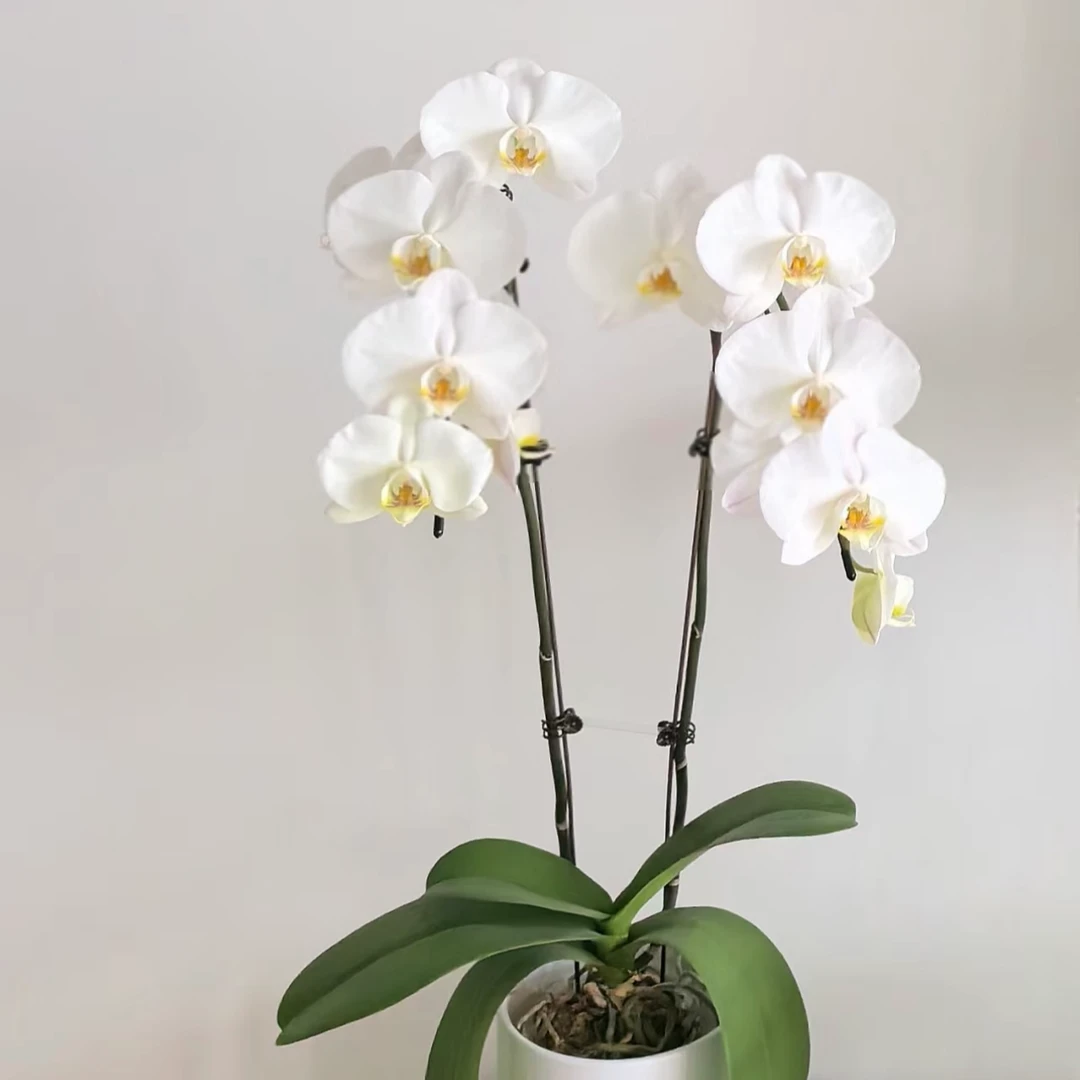 双剑白色蝴蝶兰带花以及带花苞发货观赏级办公室家庭阳台长花期