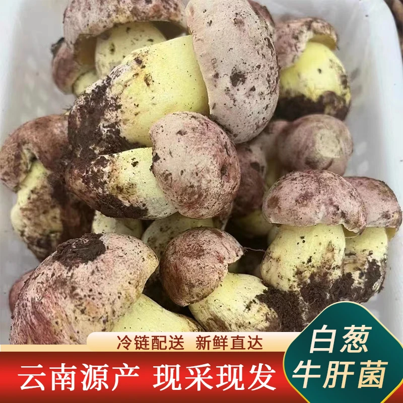 【小表妹】云南野生菌白葱牛肝菌新鲜野生菌