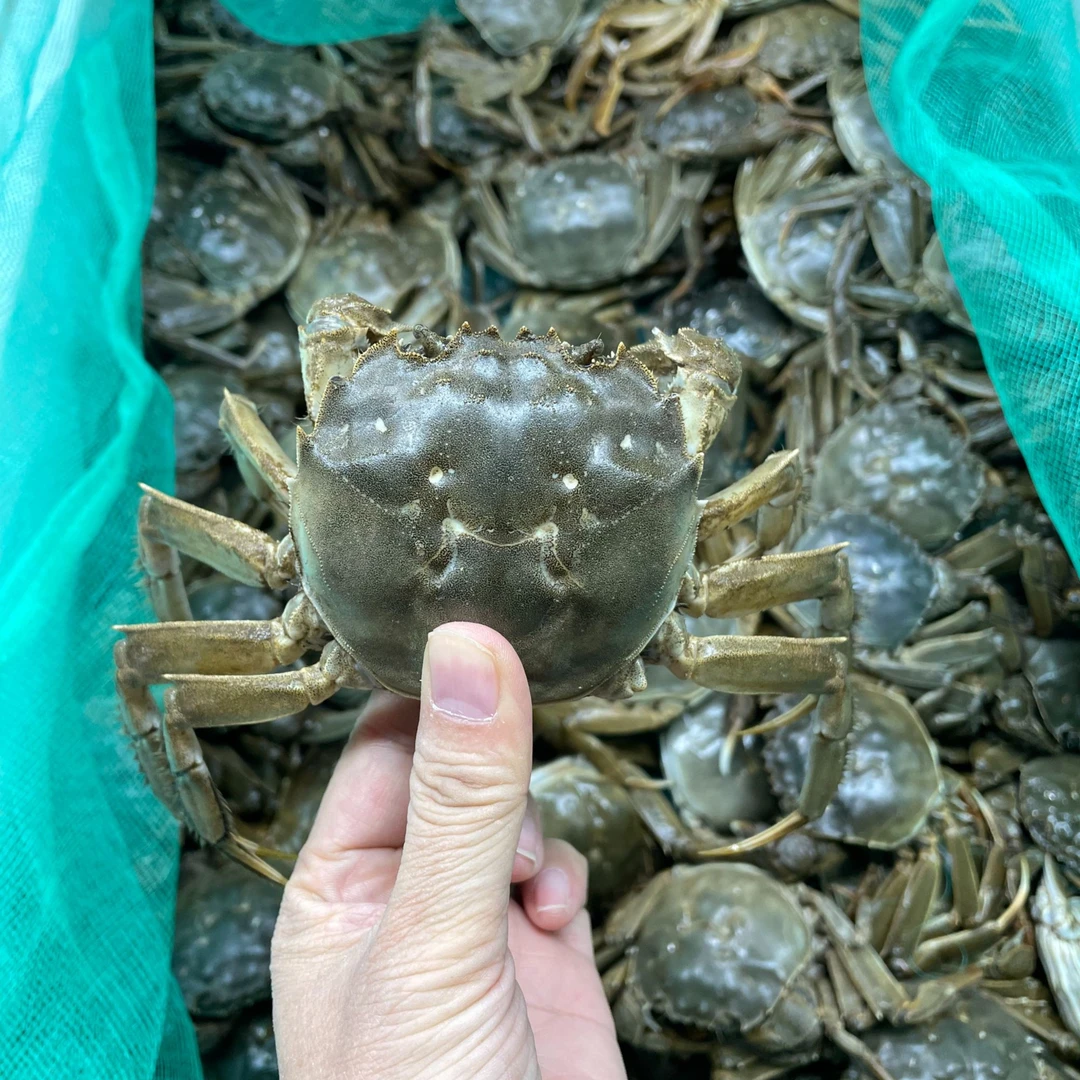 2两母蟹 江苏大闸蟹