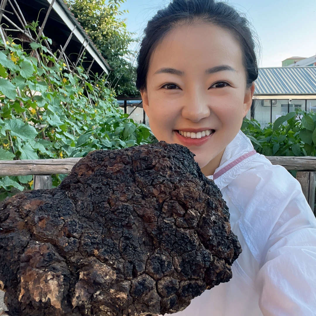 黑龙江深山小块桦树茸500克包邮
