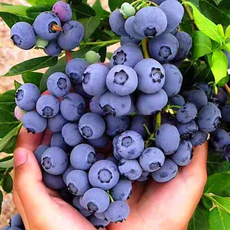 蓝莓树苗果树苗特大奥尼尔薄雾带果南方北方种植阳台盆栽当年结果