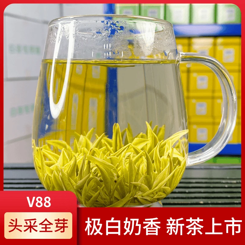 【V88头采全芽 兰花奶香】2025年高山安吉白茶,正宗安吉原产地