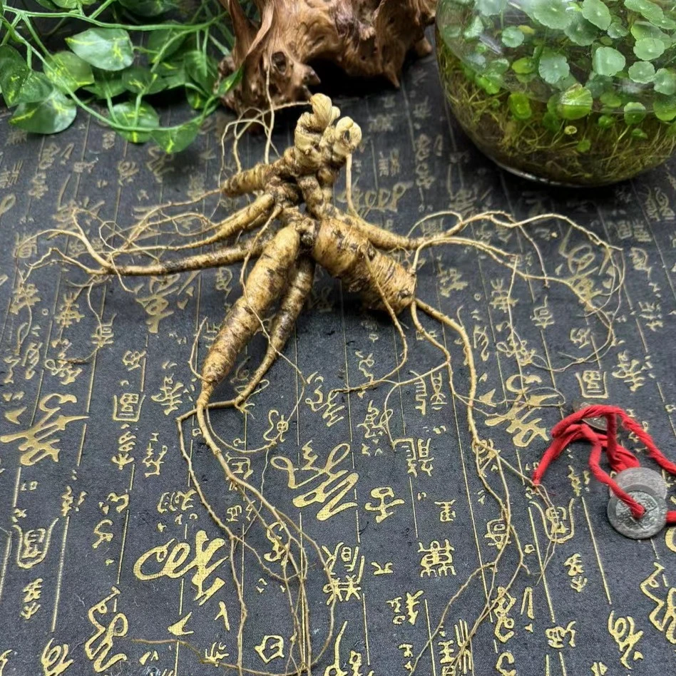 长白山人参,20年林下参,东北人参