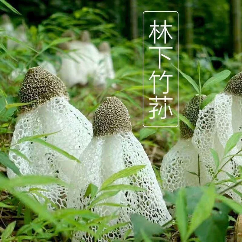 竹荪新款菌种菌丝皇后母种土培带帽蘑菇野生人工肉厚培育种植长裙