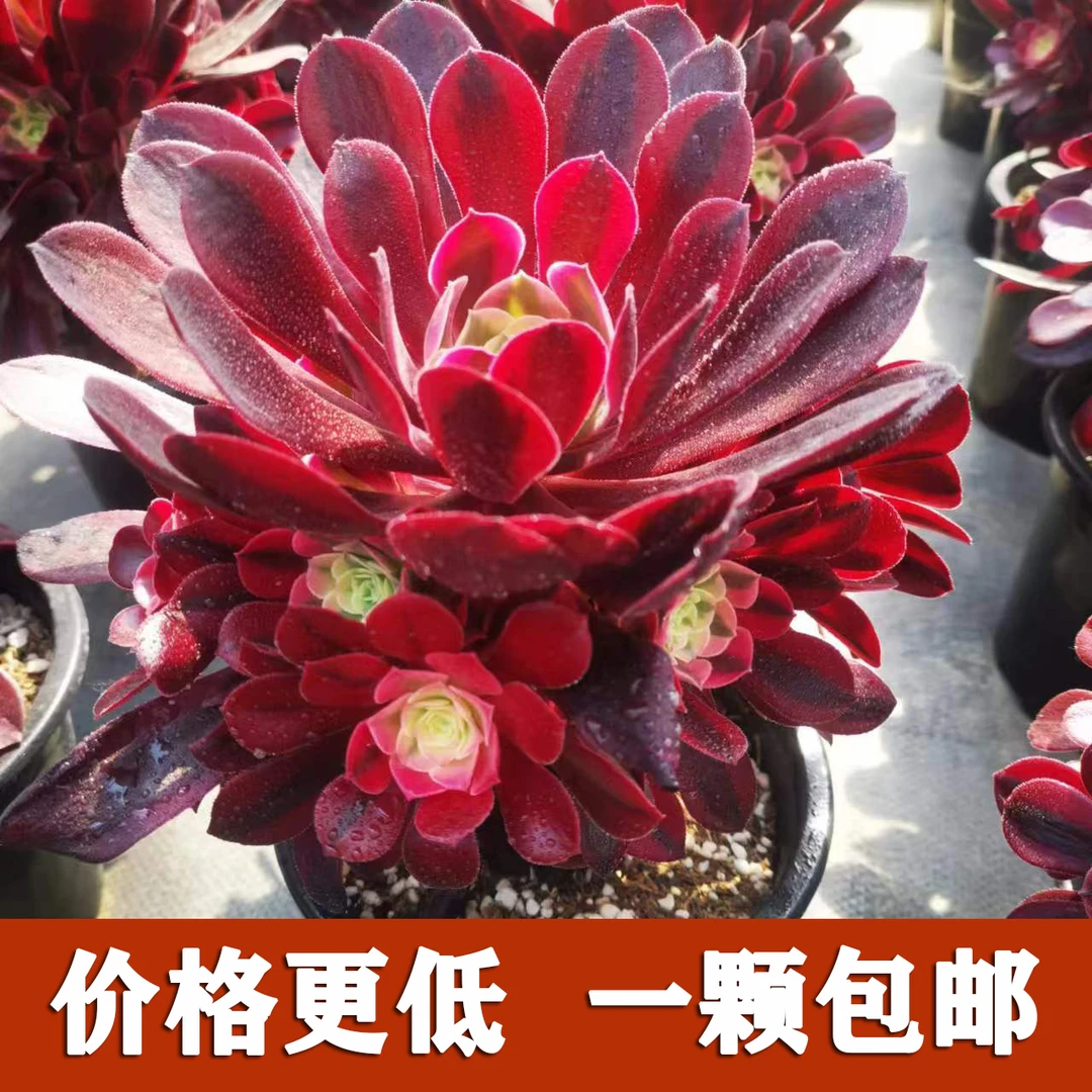 多肉美杜莎法师老桩大颗红色玫瑰粉女巫植物