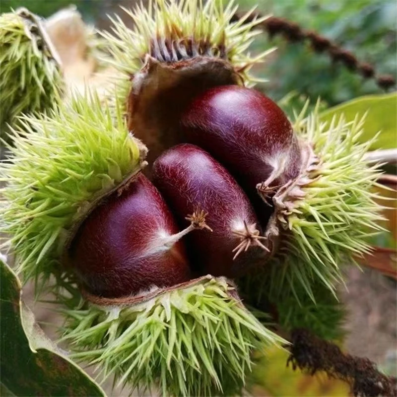 板栗苗树嫁接南方北方庭院种植大红袍当年结果特大板栗树果树果苗