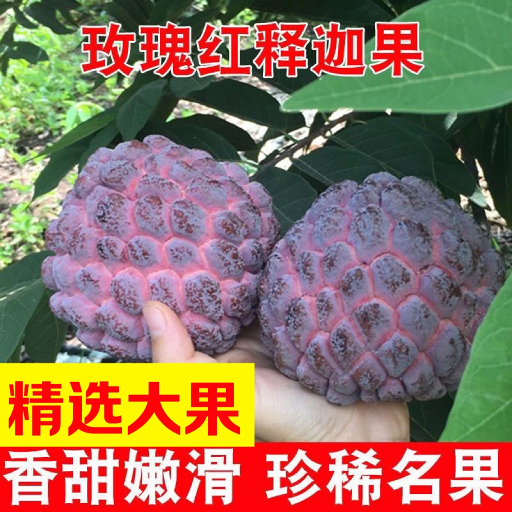 【精选大果】玫瑰红释迦果热带水果释迦摩尼果新鲜水果