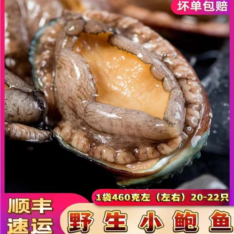 特价野生小鲍鱼20-23只不新鲜包赔鲜活捕捞速冻壳薄肉厚肥美海鲜