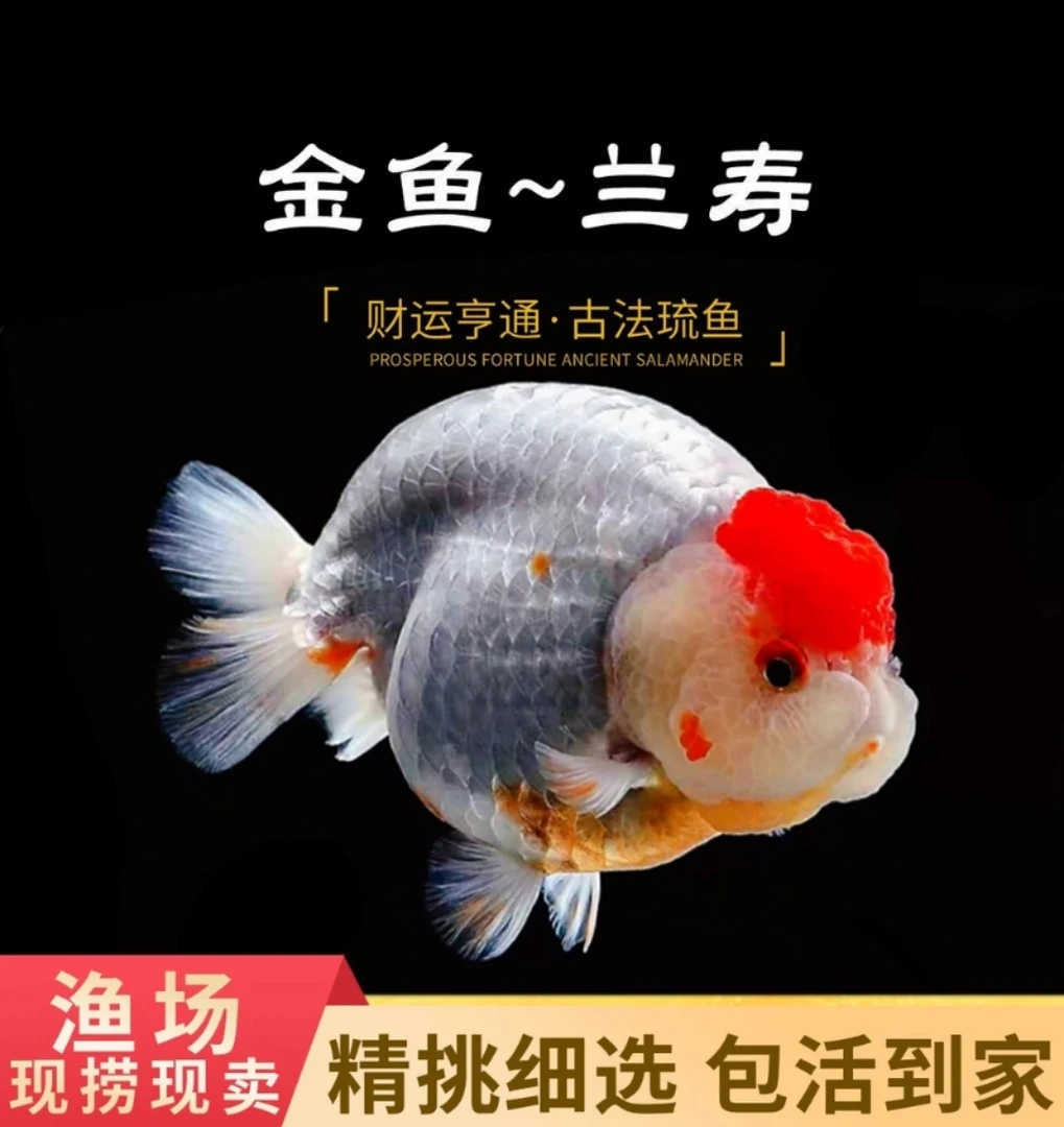直播间选鱼专拍精品兰寿金鱼