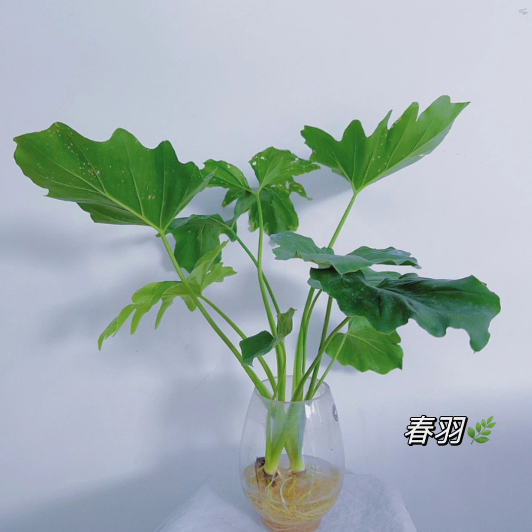 龙鳞春羽可土培可水培去异味净化空气加湿器好养容易省心观叶绿植