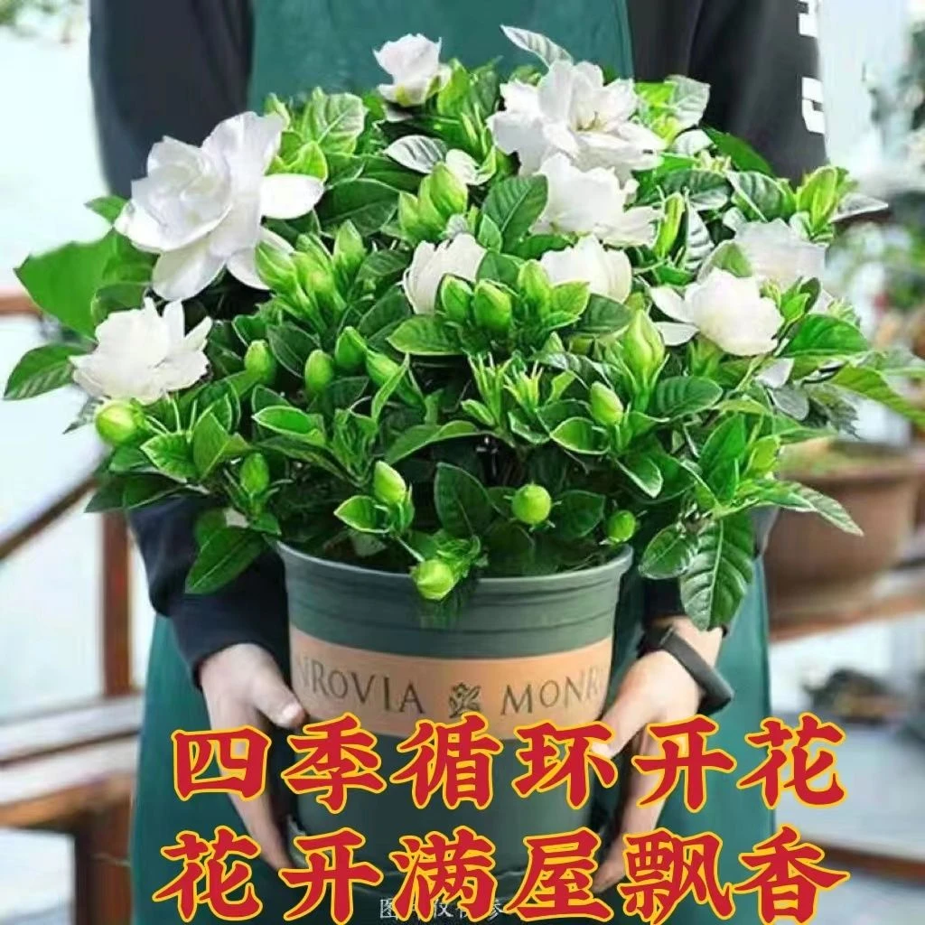 【大盆栀子花带花苞】四季开花桌面室内水培花卉绿植盆栽净化空气