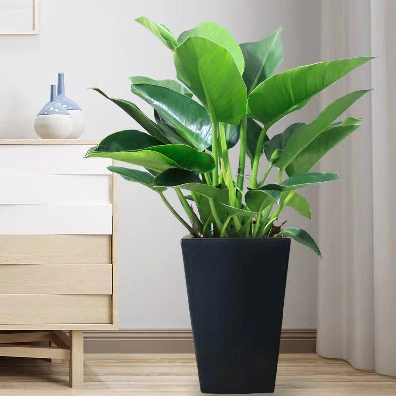 大叶金钻盆栽花卉室内植物好养吸甲醛绿植物
