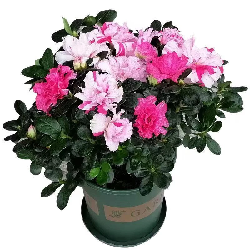 【带花苞发货】杜鹃花盆栽四季开花耐寒植物阳台客厅办公室花卉