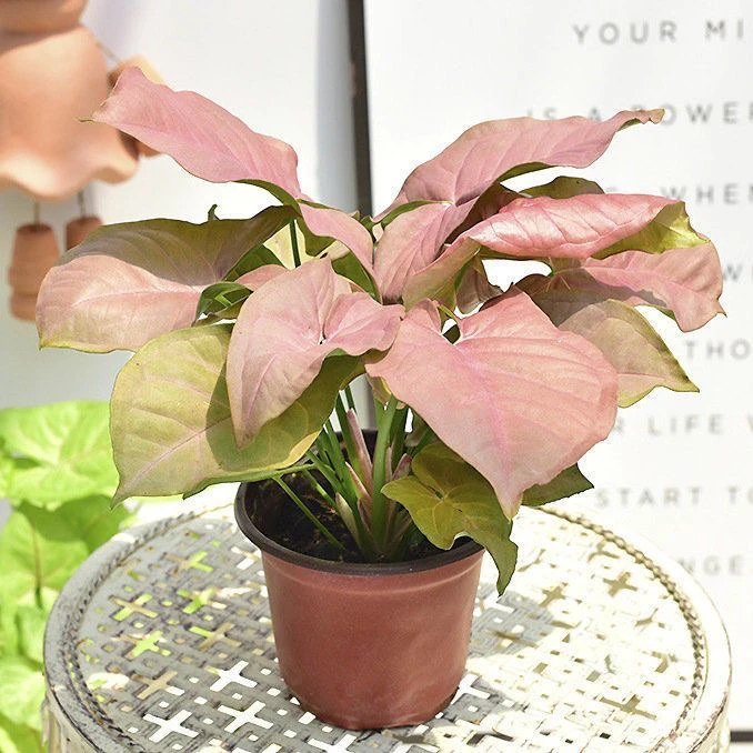 红粉佳人盆栽粉色水培植物绿植花卉办公室净化空气桌面空气防辐射