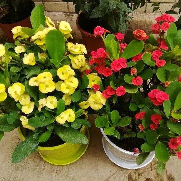 虎刺梅 铁海棠盆栽 办公室室内植物花卉净化空气防辐射 四季开花