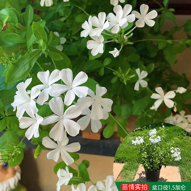 白雪花盆栽 花期长好养开花植物庭院阳台盆栽带土发货