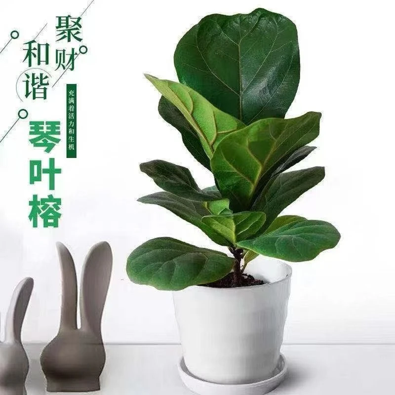 琴叶榕盆栽室内大叶植物客厅办公室绿植好养活北欧花卉四季吸甲醛