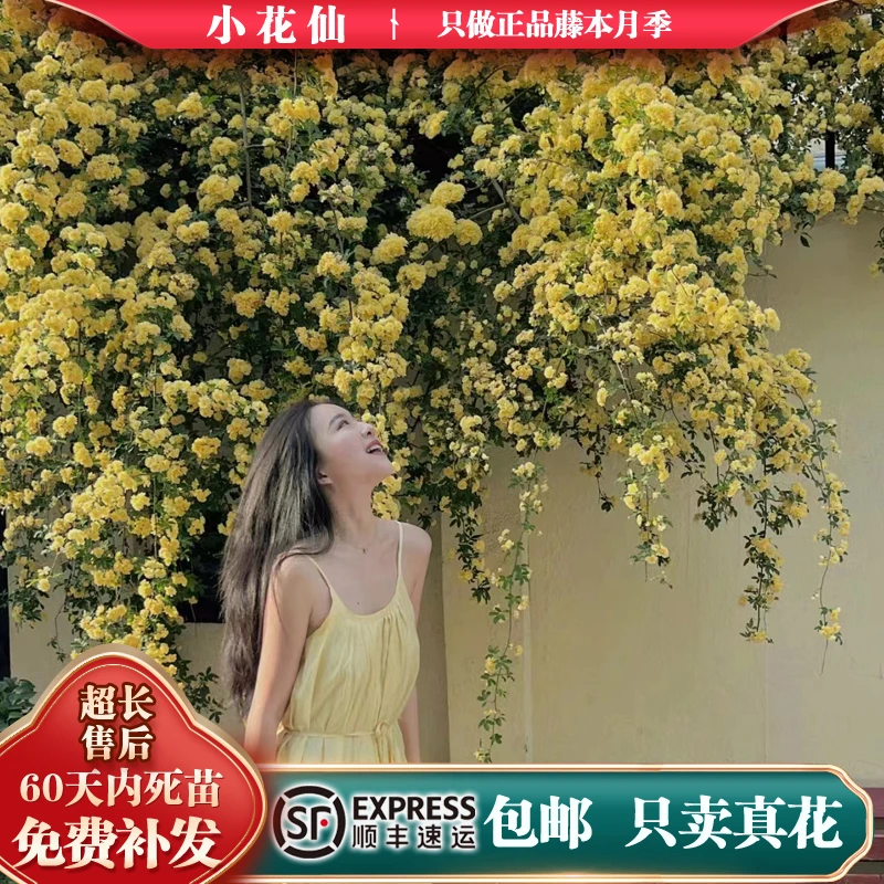 【顺丰包邮】黄木香花大苗爬藤植物四季红木香庭院攀援盆栽耐寒花卉