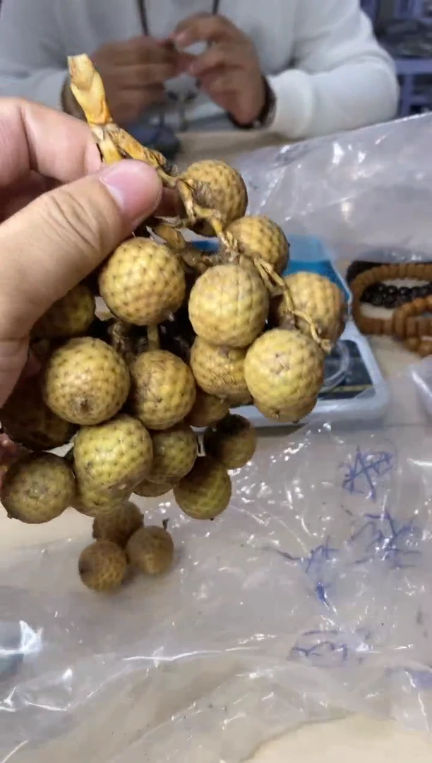 【闪购商品】星月菩提吊坠Y14 原子同枝果多样性发其一