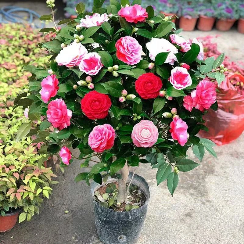 W五色赤丹山茶花苗大花浓香带花苞原生苗耐寒不怕冻家庭好养易活