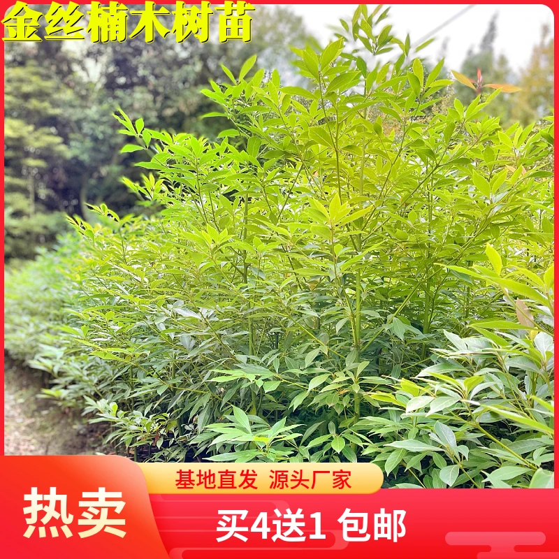 金丝楠木树苗正宗四川小叶桢楠名贵树苗地栽室外庭院山地栽种易活