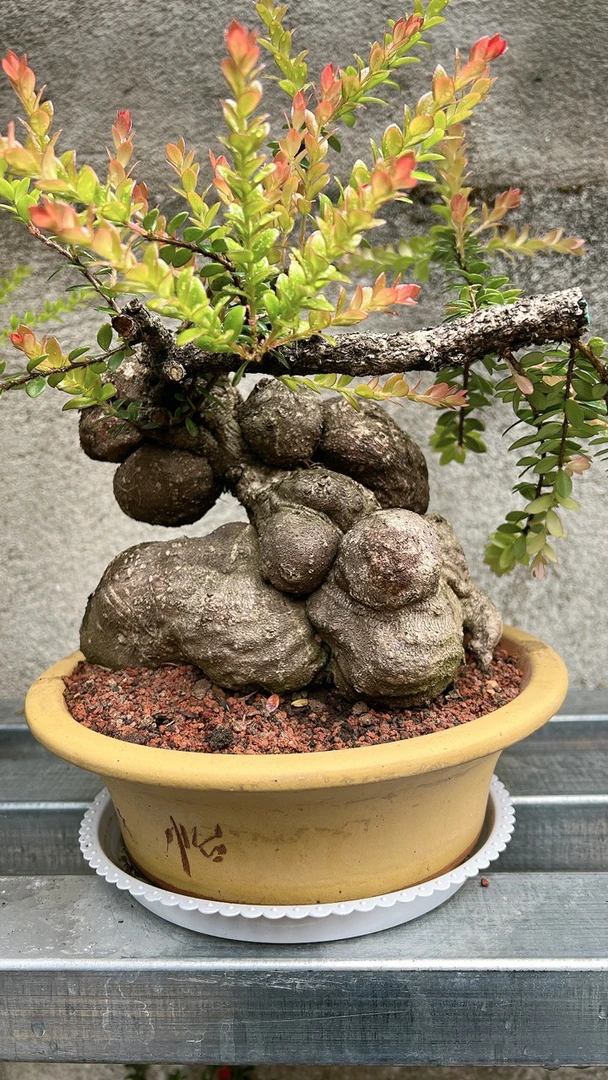 红花米叶 产自腾冲，