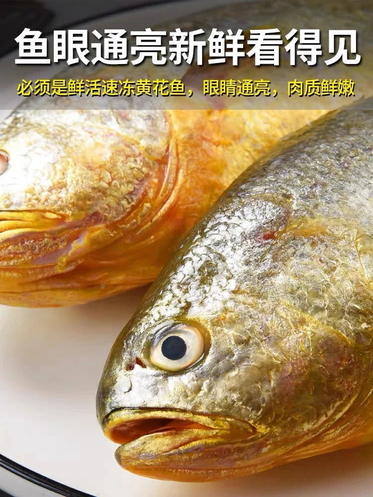 日照发货 黄花鱼单条8~9两 干冰锁鲜顺丰运输