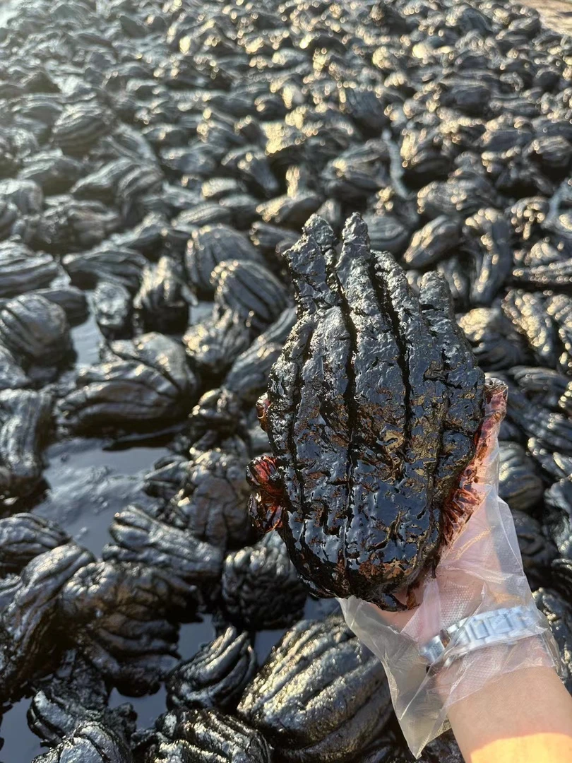 【康德】特大佛手油油的(超浮力)1000g以上/个