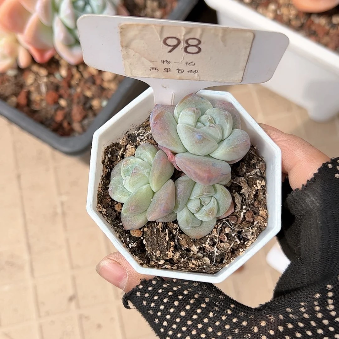 红陶20CM（含）-50CM（不含）茶*98