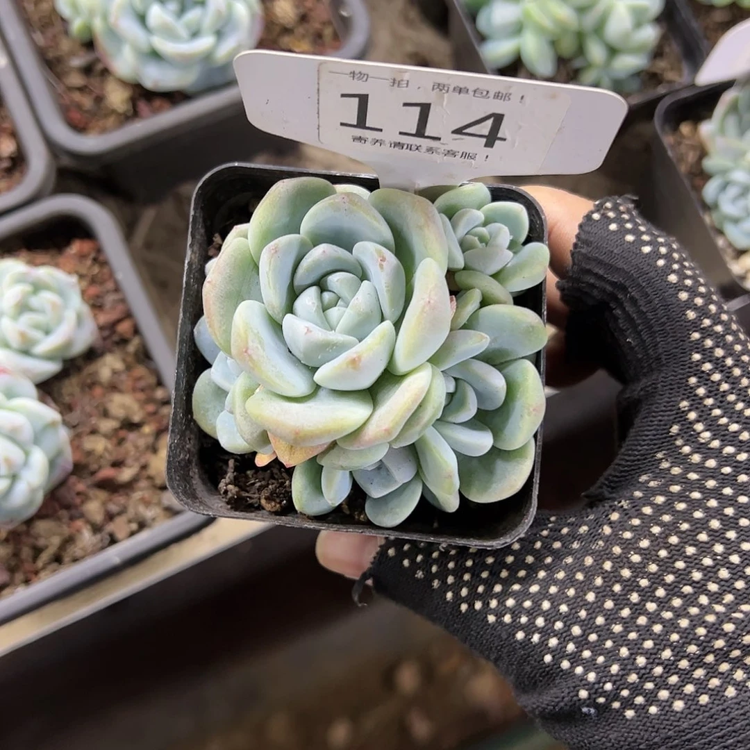 红陶20CM（含）-50CM（不含）雨*~114