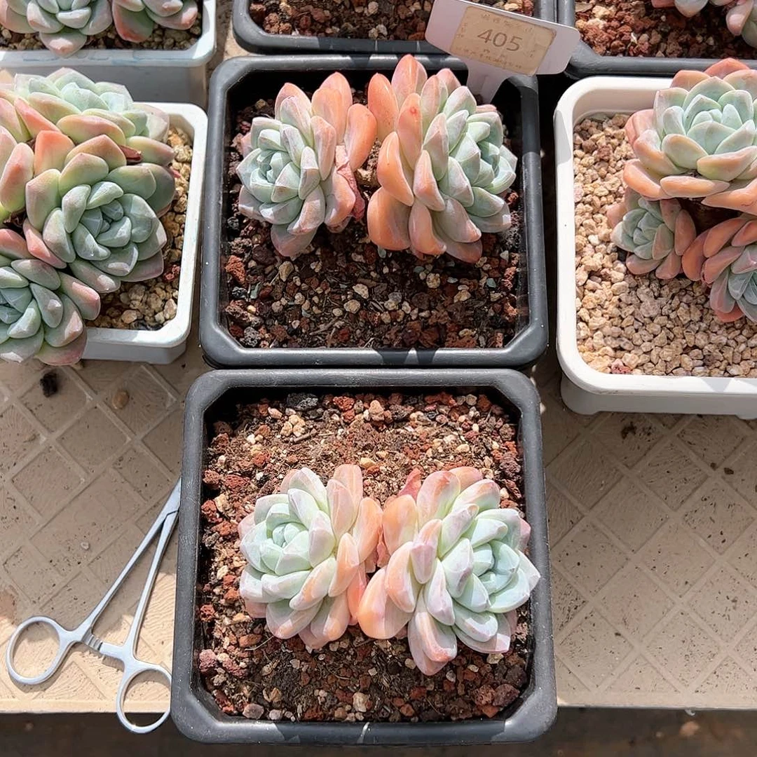 红陶20CM（含）-50CM（不含）星*九405