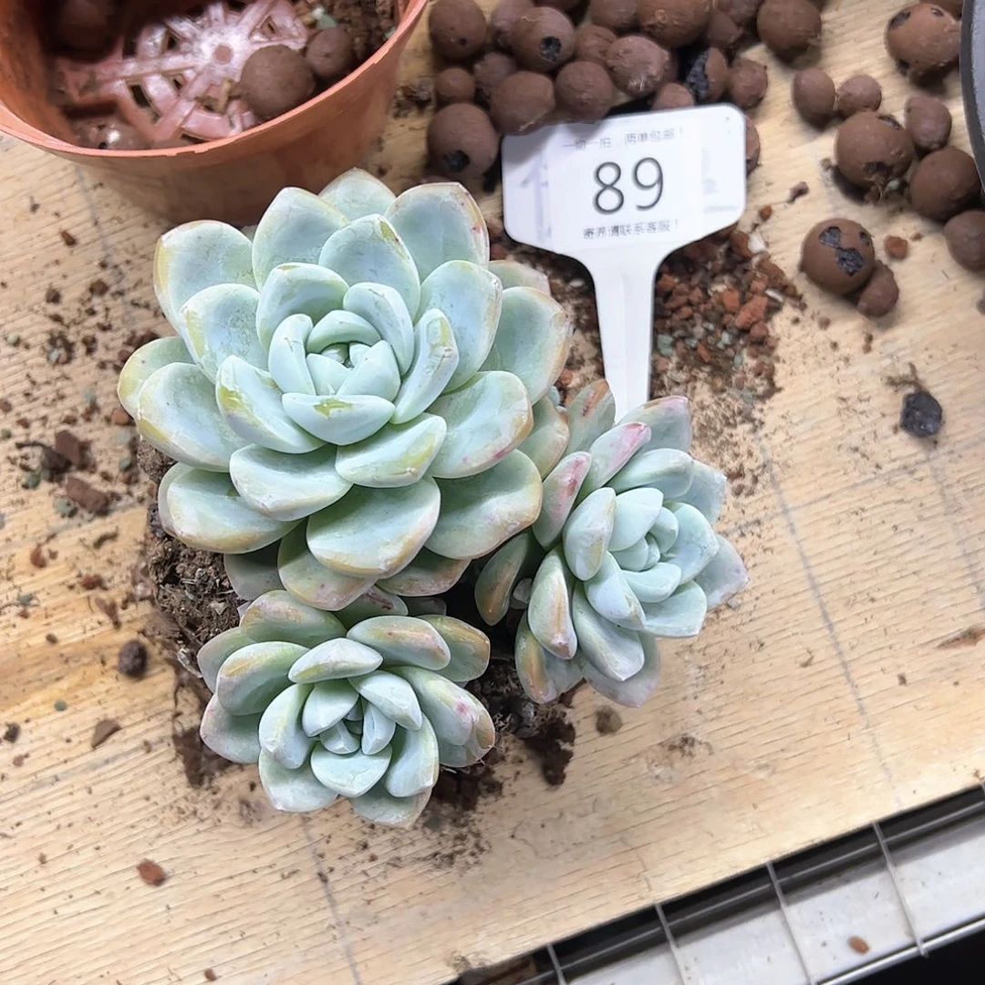 红陶20CM（含）-50CM（不含）L**夏89