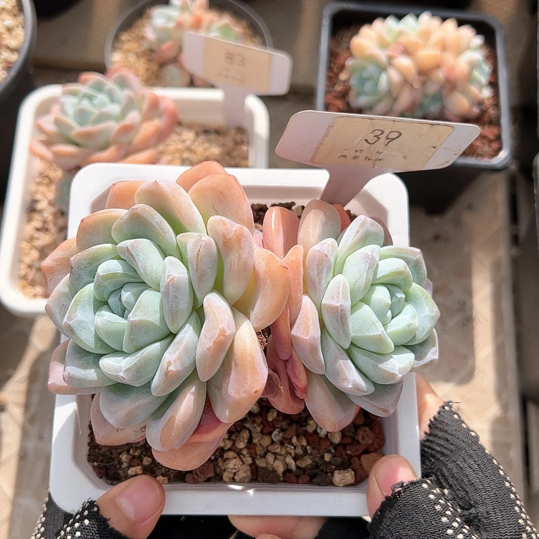红陶20CM（含）-50CM（不含）39