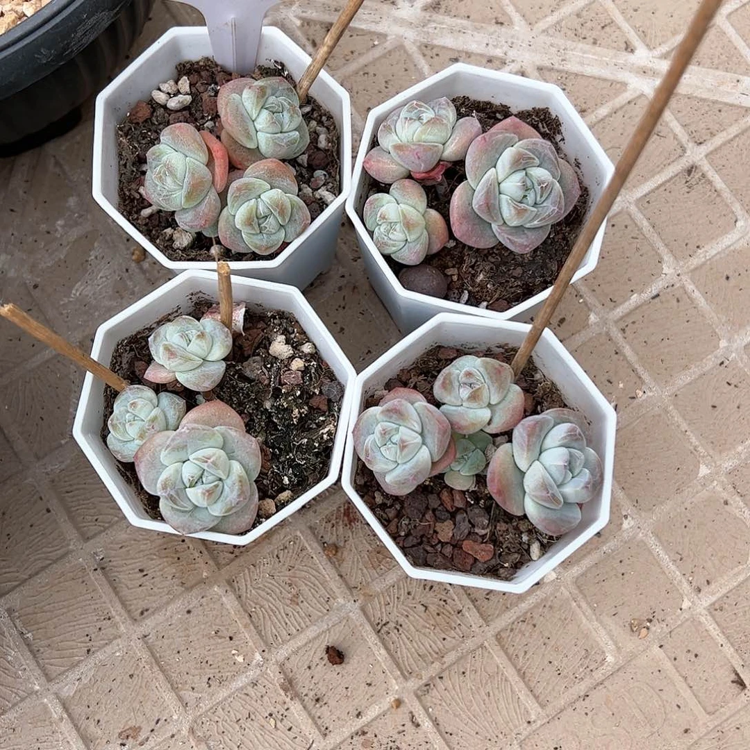 红陶20CM（含）-50CM（不含）s****?359