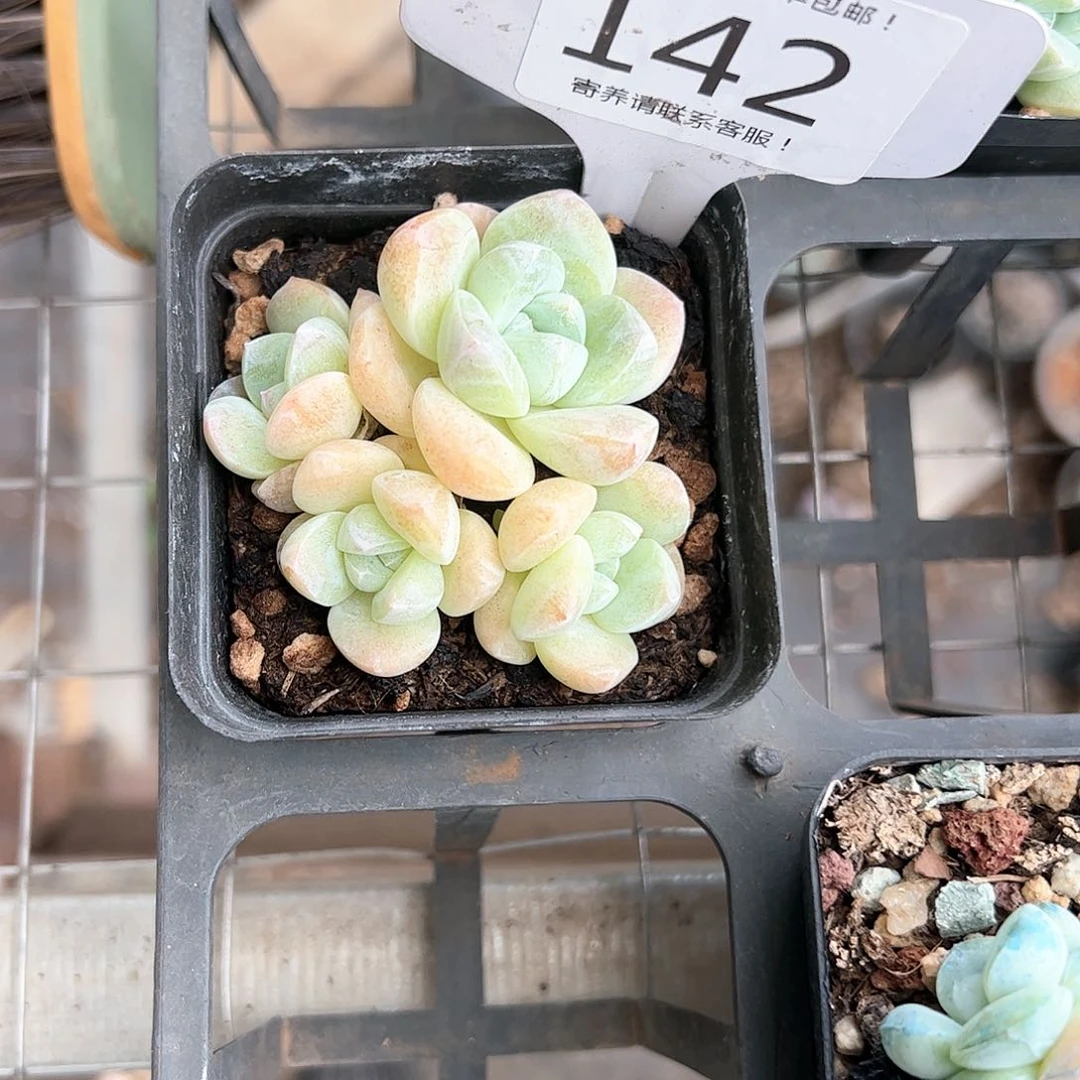 红陶20CM（含）-50CM（不含）我***?142