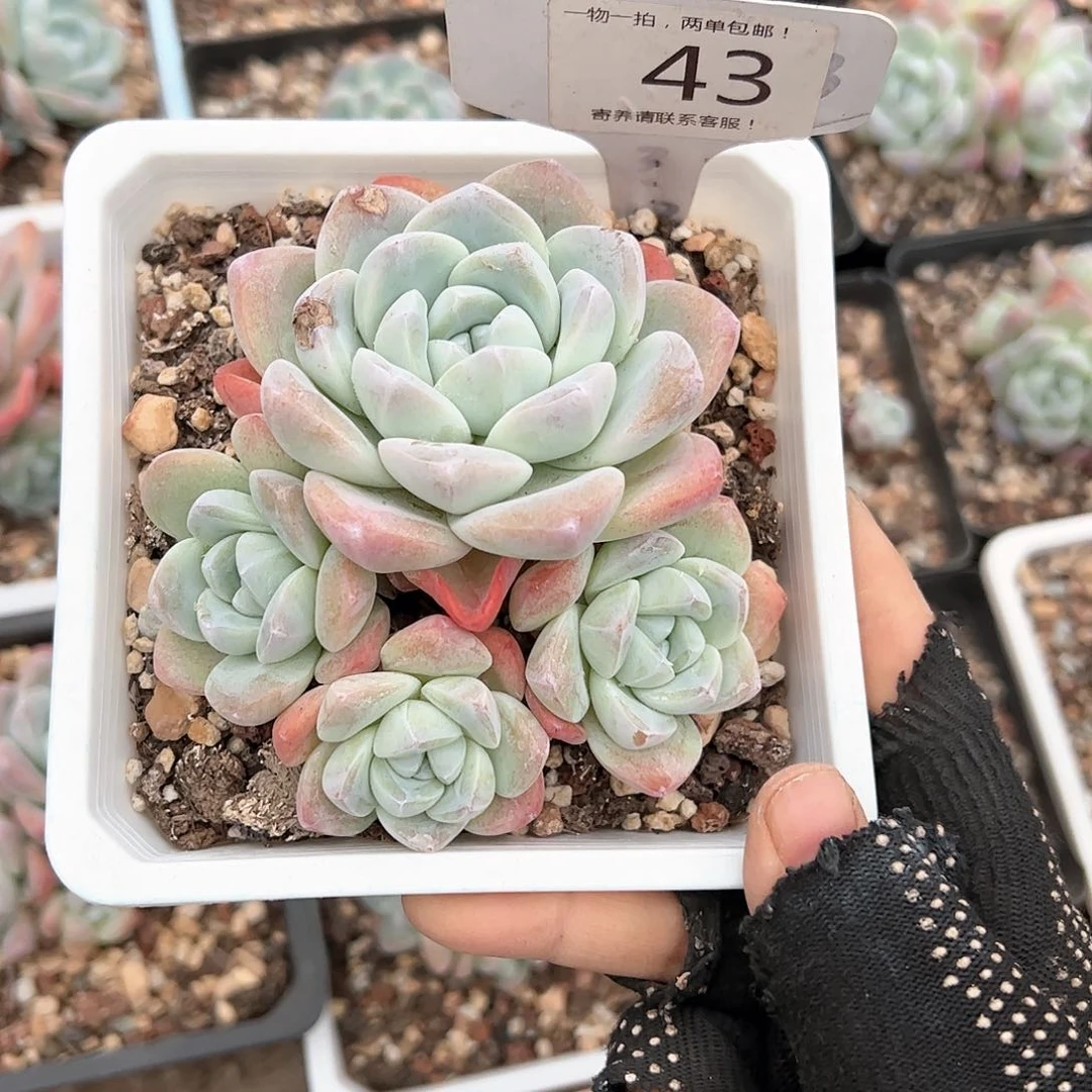 红陶20CM（含）-50CM（不含）x*e43