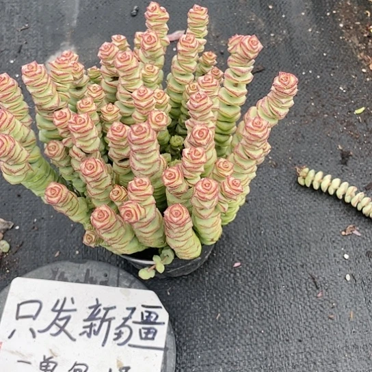 超大牡丹钱串带盆发货