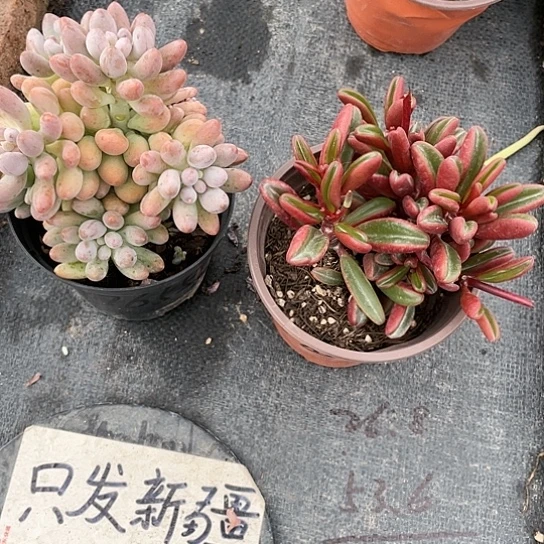 橙****S糖豆美人加红背椒草