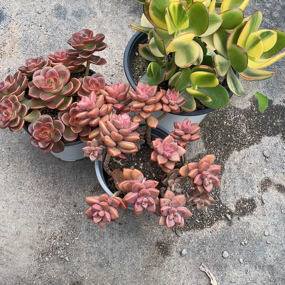 南*-巧克力姬胧月新花月锦