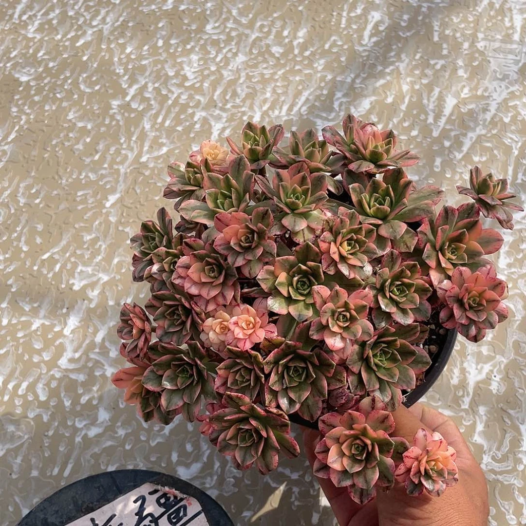 知**乐甜茶优惠带盆发货