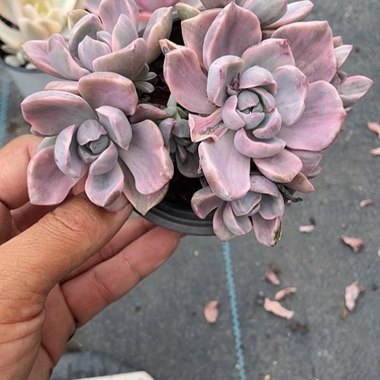 静**远彩虹糖锦带盆发货