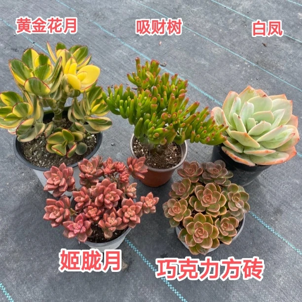 多肉新手超皮实套餐 带盆发货 只发新疆