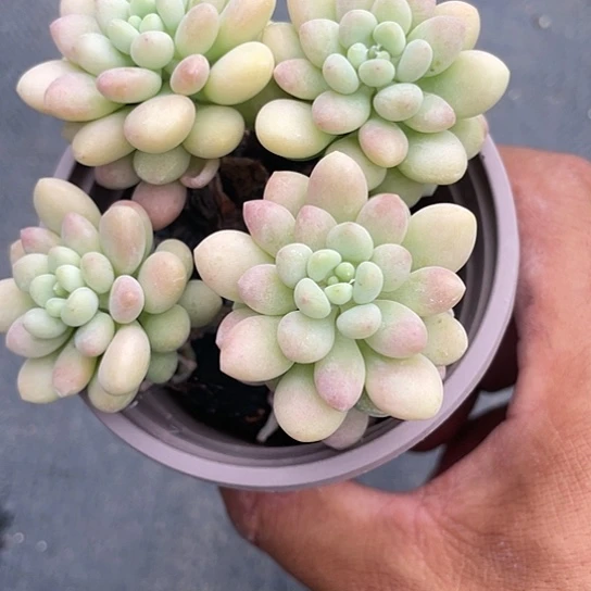 萌**咪鱼子酱四头带盆发货