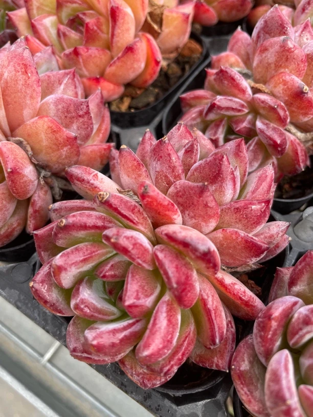 夜魔侠 血魔 双头2024年新品6.5厘米冠幅，介意小勿拍